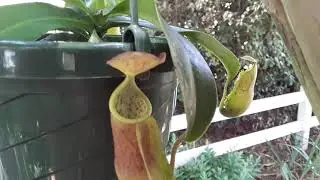 Nepenthes sanguinea