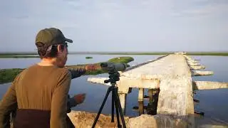 Shore Bird watching in Paracas | Emotion Tour Peru