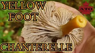 yellow foot chanterelle