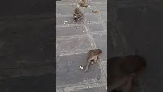cute monks।#regards #human #ancestors #monkey #very #cute #baby #eating #bread #innocent #shorts
