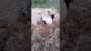 🐓&hearts;️🐔 #курица #петух #любовь #природа #животные #hen #rooster #chicken #love #amor #nature #animals