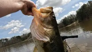Hand Lining in a Giant Bass! (Lew&rsquo;s Mach 2 Reel Failure)