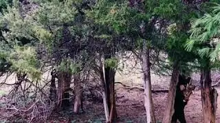 First sighting of The Saxsquatch