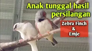 Hasil persilangan Zebra Finch dan Emje | SS Aviary