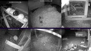 Baby Piglets! Hen Stream Homestead Live (Happy Animals