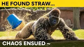 Gorilla&rsquo;s Day Off: Hay Rolls, Leaf Snacks & Secret Tennis Ball Games!