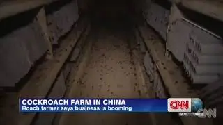 COCKROACH FARM IN CHINA