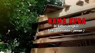Video alam | HAMA KERA | dikebun jengkol pak jamaluddin ( jaman )