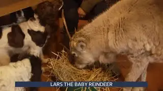 Reindeer (Lars) who grew up with pups thinks it&rsquo;s a dog (UK) 9/Dec/2025