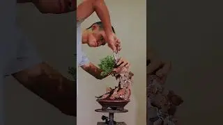 Bonsai Inspiration Series