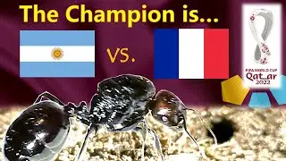 World Cup 2022 Predictions ⚽ Argentina vs France 🐜 Guessing Queen Ant 🐜 The Final