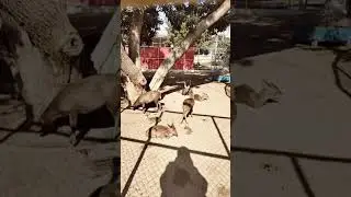 visit to DHA 360 Multan zoo #shortsfeed #zoostory #zooborns #cityzoo #zoo #newzoo #zoolife #zoocrew