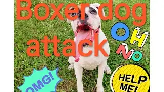 Boxer dog attacking 😱 on his master,, #boxer #dog #boxerdog #puppy #boxerpuppy #love #fun