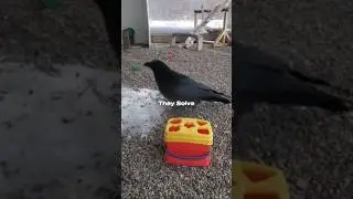 Crows Remember Faces &mdash; And They Don&rsquo;t Forgive