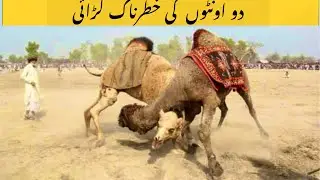 Dangerous Fight Between Double Hump Camel | ANIMALS LIFE