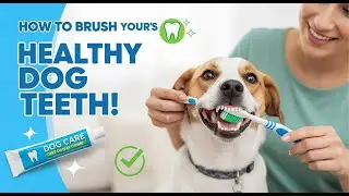 How to Brush Your Dog&rsquo;s Teeth at Home: Easy Step-by-Step Guide for Healthy Teeth