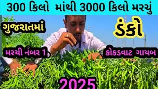 મરચી નંબર 1 || કોકડવાટ  ગાયબ || 9909887736  || 300 કિલો માંથી 3000 કિલો  @bestresultsjpi955 