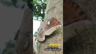 Tasar Silk Moth.Big south asian, south indian moth #mothwing #emperormoth