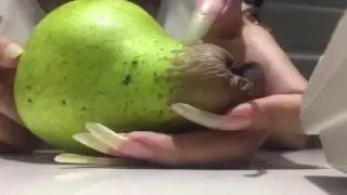 Tang Tang playing with pear using her natural long nails (video 12)