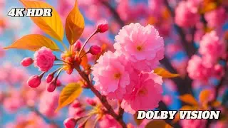 Global Nature Journey Breathtaking Landscapes in 4K HDR || 4K VIDEO HD NATURE