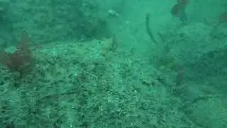 Eledone cirrhosa