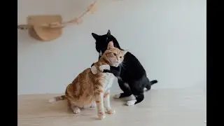 Funny Cute Cat Video 5 | Pussy cat | Lovely cat | Animal | Miao | MMH