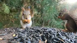 Red Squirrels