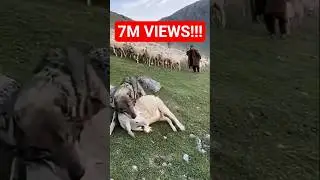😱Wolf attack on sheep and shepherd dogs defend! #shorts #animals #wolf
