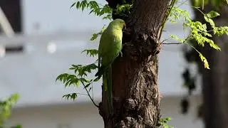 Rose-ringed Parakeet making hole (nest) in the Tree Trunk #Parrots #Indianbirds #birdnests