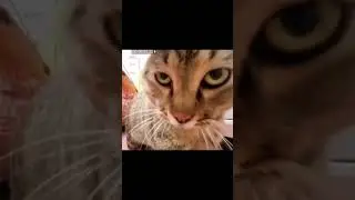 when cat mad lmaoo