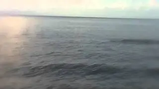 Dolphins in Hogtown Bayou