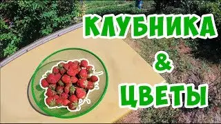 Розы в цветнике. Сборы домой. Влог. 17 июня 2019 г.