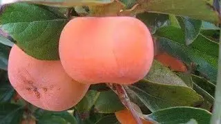 تجربة تطعيم البلاكمين على الإجاصThe experiment of grafting the blackmin tree on the pear