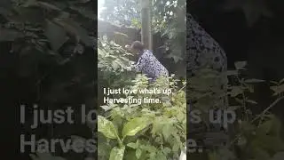 My life in retirement #garden #gardenegg #gardening #nature #vegetables