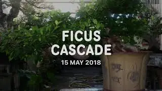 Ficus Bonsai from Cascade to Informal style