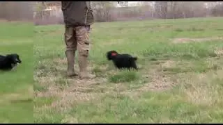 Cocker Spaniel Inglese e riporto.