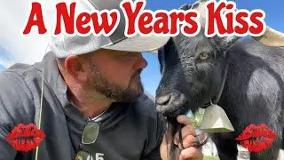 A New Years Kiss With Ringo