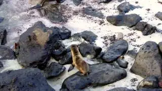 Sea Lion Pup Finds its Mother