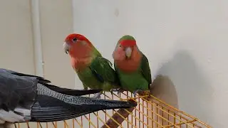 African love birds are live 🐦❤️ #africanbirds #livebirds