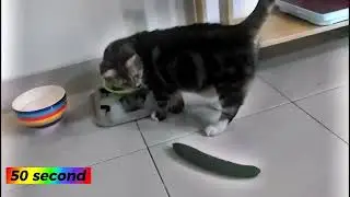 Cats Scared by Cucumbers Compilation🐶🐱 #shorts #funny #viral #animal #fyp