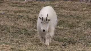 Close Encounters: Beartooth Highway Mountain Goats
