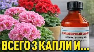 Нашатырь для цветов и огорода! Как применять и какие есть хитрости?