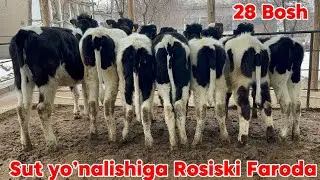2026-yil REKORD ROSISKI 🔥SHVESTLAR VA SIGIR BOB ARZON VA SFATLIK