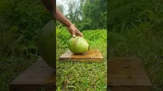Small round coconut cutting 🔪 in beautiful nature 🍀
