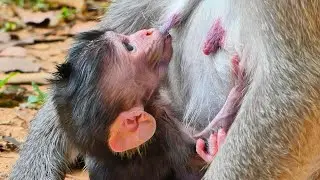Newborn Baby Bessie Request Milk Mommy Again And Again Looks Hungry So Much 