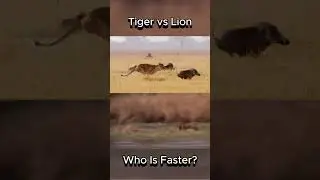 Tiger vs Lion | Who Is Faster? #tiger #lion #runningspeed