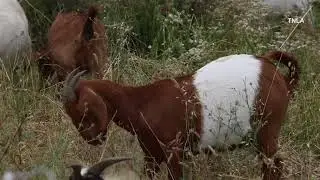 &ldquo;Firefighting Goats&rdquo; consume dead brush near the Ronald Reagan Library - Simi Valley