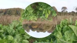 Surreal Film Experiments