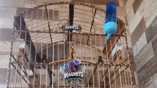 TRONCA FERRO  MELHORE O  DESEMPENDO ASSIM