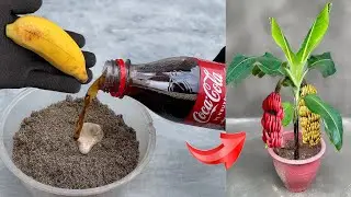 How to propagate banana plants extremely simply by using aloe vera juice